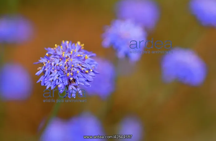: Western Australia Native Cornflower : Western Australia Native Cornflower