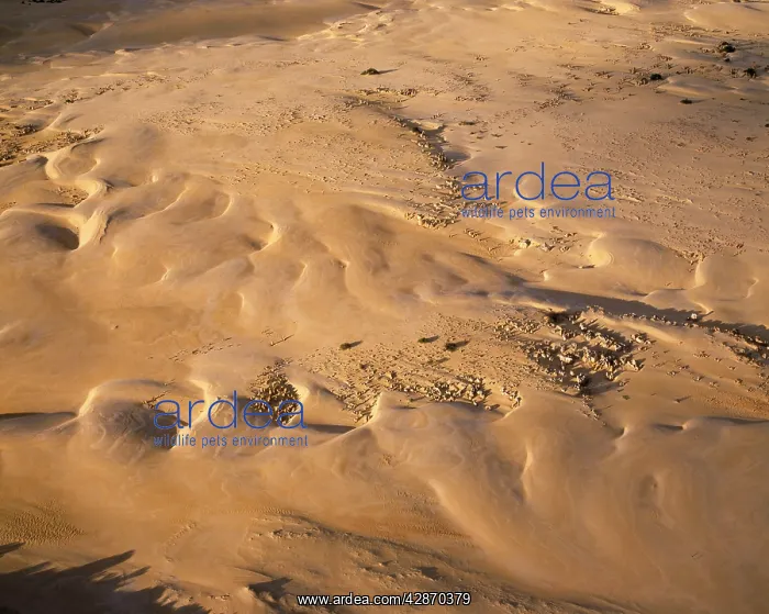 : Western Australia - The Pinnacles aerial view : Western Australia - The Pinnacles aerial view
