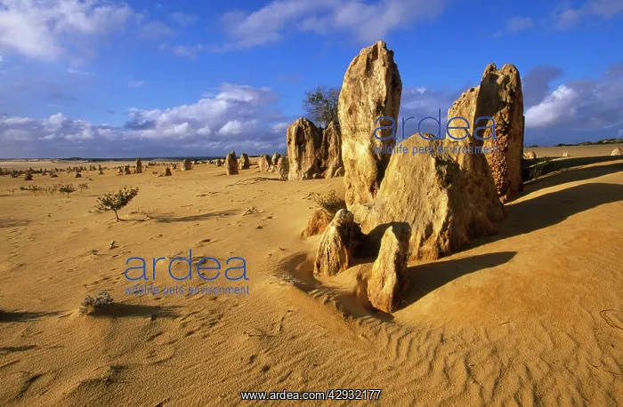 : Western AUSTRALIA - The Pinnacles Desert, Nambung : Western AUSTRALIA - The Pinnacles Desert, Nambung