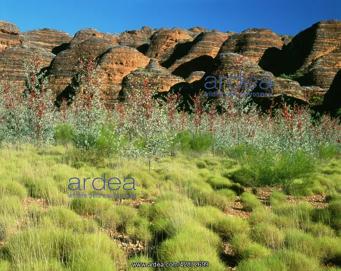 : Western AUSTRALIA - Prickly or Holly grevillea : Western AUSTRALIA - Prickly or Holly grevillea
