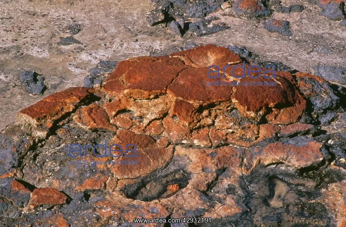 : Western AUSTRALIA - Stromatolites : Western AUSTRALIA - Stromatolites