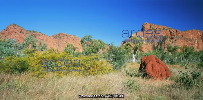 : Western AUSTRALIA - Termite mount and vegetation: : Western AUSTRALIA - Termite mount and vegetation: