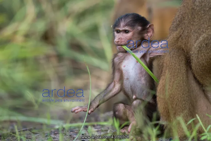 : Western Baboon : Western Baboon