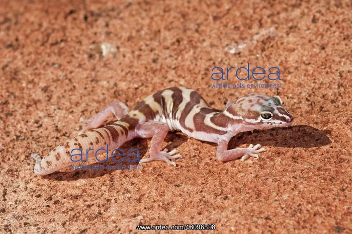  : Western Banded Gecko
