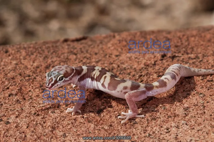: Western Banded Gecko : Western Banded Gecko