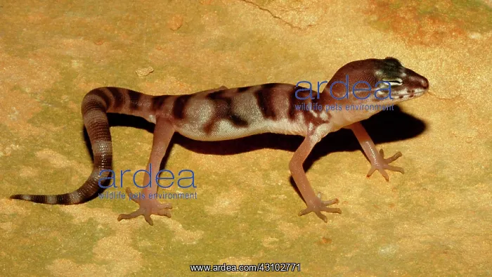 : Western Banded Gecko : Western Banded Gecko