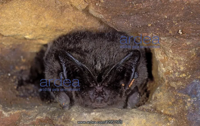 : Western Barbastelle Bat - hibernation at cave : Western Barbastelle Bat - hibernation at cave