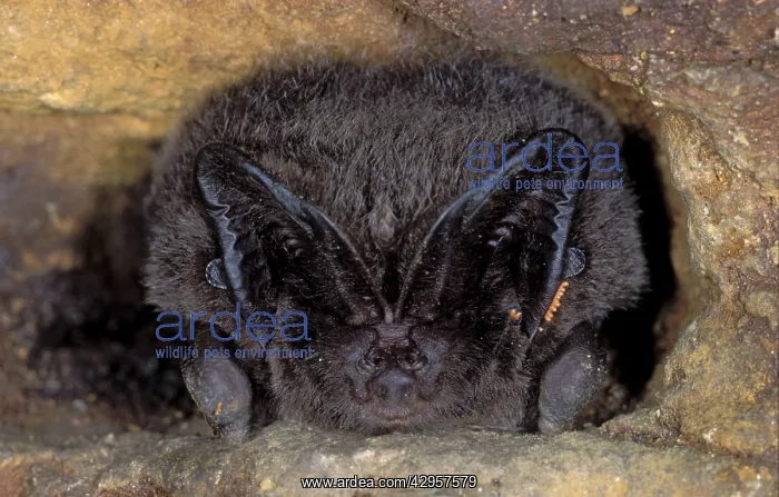 : Western Barbastelle Bat - hibernation at cave : Western Barbastelle Bat - hibernation at cave