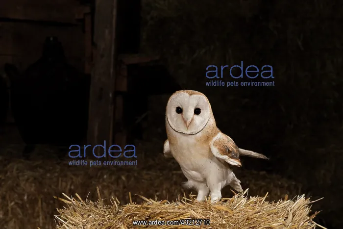 : Western Barn Owl (Tyto alba), on a haystack, in : Western Barn Owl (Tyto alba), on a haystack, in