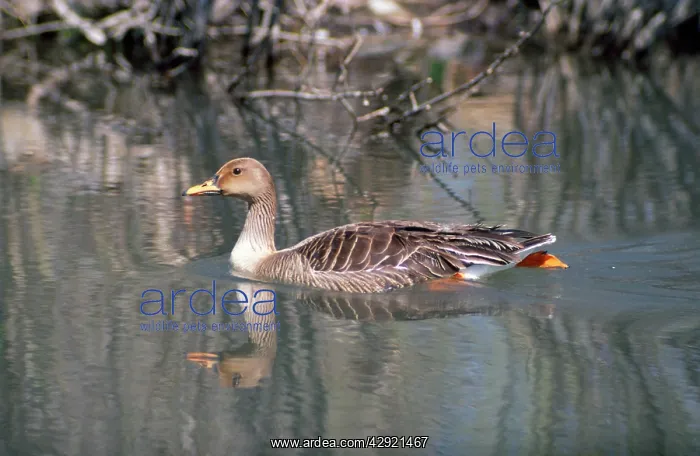 : WESTERN BEAN GOOSE : WESTERN BEAN GOOSE