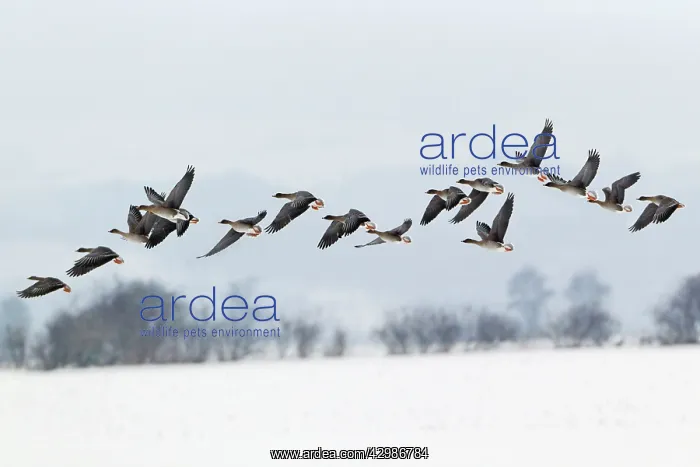 : Western Bean Goose : Western Bean Goose