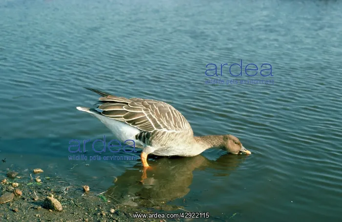 : WESTERN BEAN GOOSE - DRINKING : WESTERN BEAN GOOSE - DRINKING
