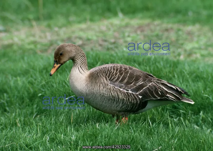 : Western Bean Goose - Standing on grass : Western Bean Goose - Standing on grass