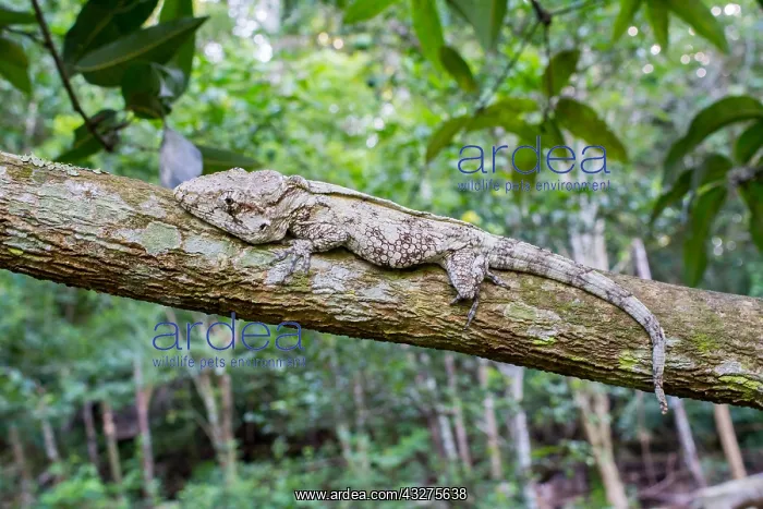  : Western Bearded Anole (Anolis barbatus) on bran