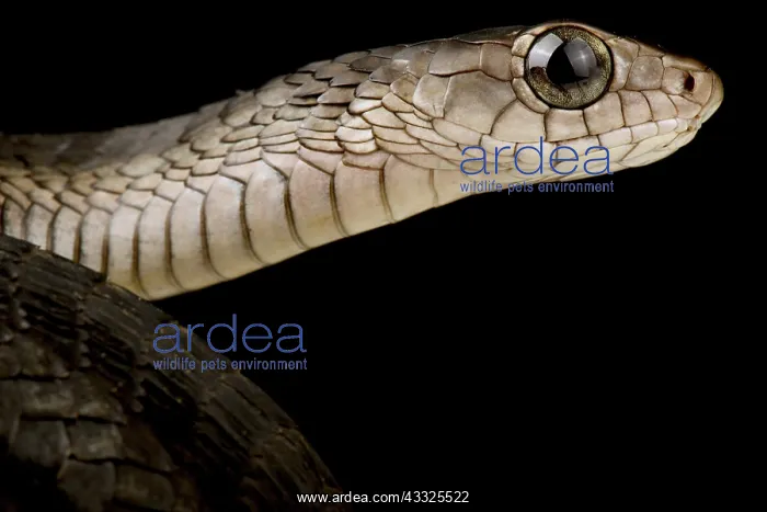 : Western Black Tree Snake (Thrasops occidentalis) : Western Black Tree Snake (Thrasops occidentalis)