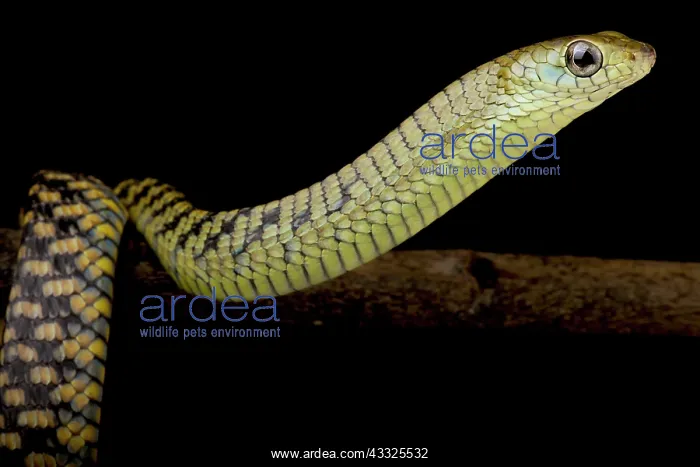: Western Black Tree Snake (Thrasops occidentalis) : Western Black Tree Snake (Thrasops occidentalis)