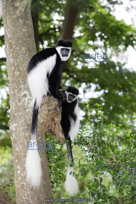: Western Black and White Colobus Monkey / King Colobus : Western Black and White Colobus Monkey / King Colobus