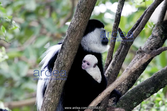 : Western Black and White Colobus Monkey / King Colobus : Western Black and White Colobus Monkey / King Colobus