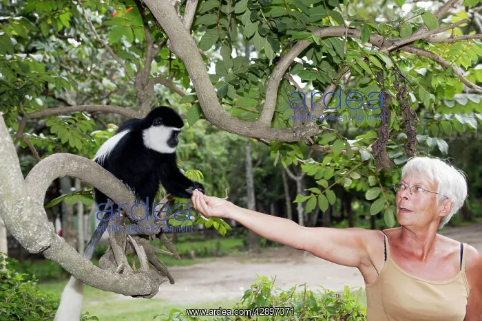 : Western Black and White Colobus Monkey / King Colobus : Western Black and White Colobus Monkey / King Colobus