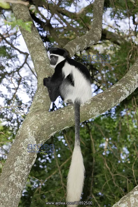 : Western Black and White Colobus Monkey / King Colobus Monkey : Western Black and White Colobus Monkey / King Colobus Monkey