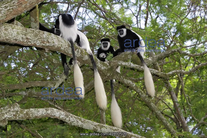 : Western Black and White Colobus Monkey / King Colobus Monkey : Western Black and White Colobus Monkey / King Colobus Monkey