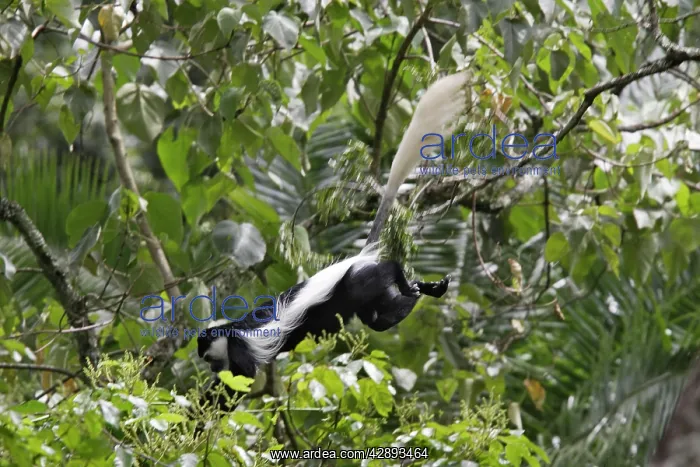 : Western Black and White Colobus Monkey / King Colobus Monkey : Western Black and White Colobus Monkey / King Colobus Monkey