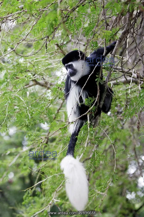 : Western Black and White Colobus Monkey / King Colobus Monkey : Western Black and White Colobus Monkey / King Colobus Monkey