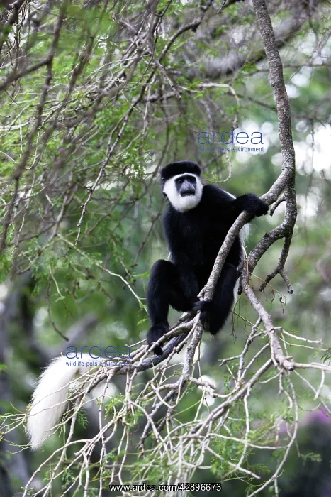 : Western Black and White Colobus Monkey / King Colobus Monkey : Western Black and White Colobus Monkey / King Colobus Monkey
