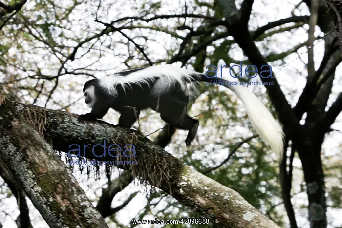 : Western Black and White Colobus Monkey / King Colobus Monkey : Western Black and White Colobus Monkey / King Colobus Monkey