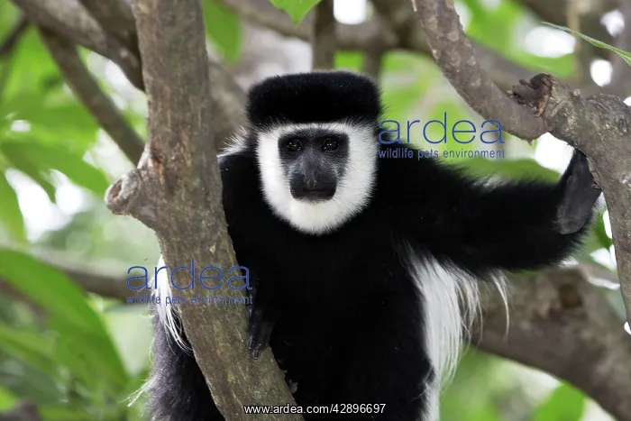 : Western Black and White Colobus Monkey / King Colobus Monkey : Western Black and White Colobus Monkey / King Colobus Monkey