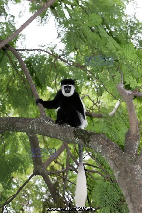 : Western Black and White Colobus Monkey / King Colobus Monkey : Western Black and White Colobus Monkey / King Colobus Monkey