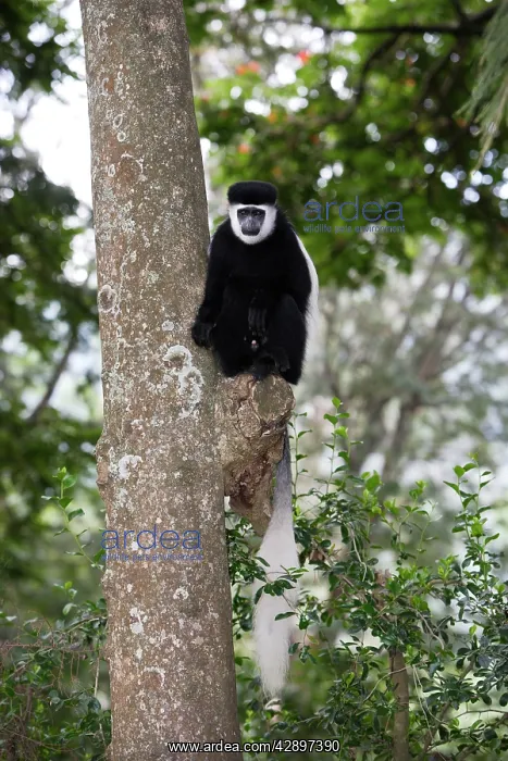 : Western Black and White Colobus Monkey / King Colobus Monkey : Western Black and White Colobus Monkey / King Colobus Monkey