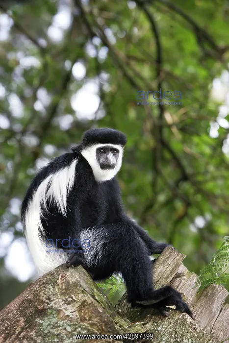 : Western Black and White Colobus Monkey / King Colobus Monkey : Western Black and White Colobus Monkey / King Colobus Monkey