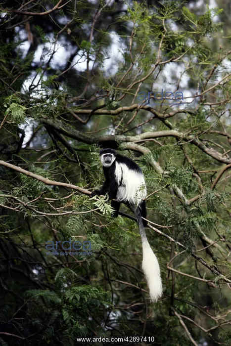: Western Black and White Colobus Monkey / King Colobus Monkey : Western Black and White Colobus Monkey / King Colobus Monkey