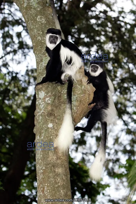 : Western Black and White Colobus Monkey / King Colobus Monkey : Western Black and White Colobus Monkey / King Colobus Monkey