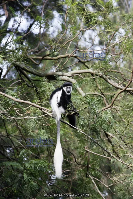 : Western Black and White Colobus Monkey / King Colobus Monkey : Western Black and White Colobus Monkey / King Colobus Monkey