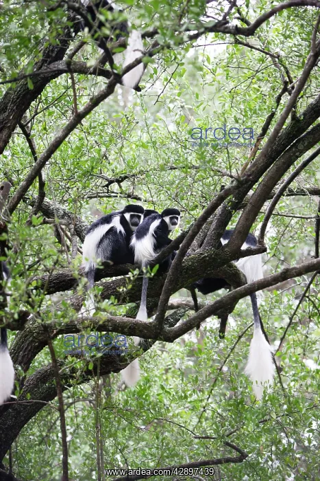  : Western Black and White Colobus Monkey  /  King Colobus Monkey