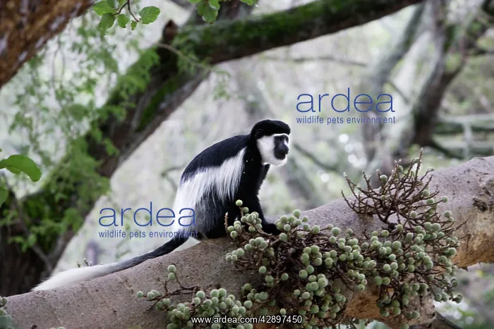 : Western Black and White Colobus Monkey / King Colobus Monkey : Western Black and White Colobus Monkey / King Colobus Monkey