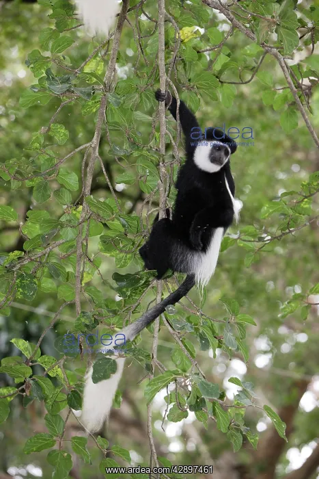 : Western Black and White Colobus Monkey / King Colobus Monkey : Western Black and White Colobus Monkey / King Colobus Monkey