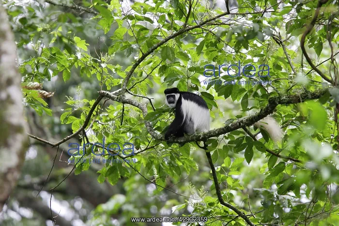 : Western Black and White Colobus Monkey / King Colobus Monkey : Western Black and White Colobus Monkey / King Colobus Monkey