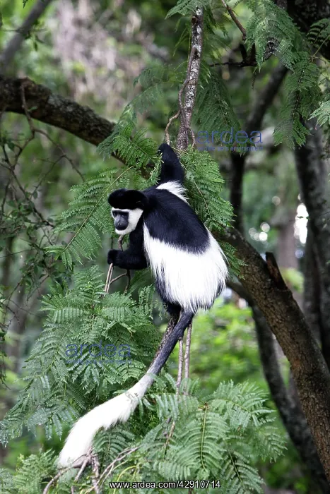 : Western Black and White Colobus Monkey / King Colobus Monkey : Western Black and White Colobus Monkey / King Colobus Monkey