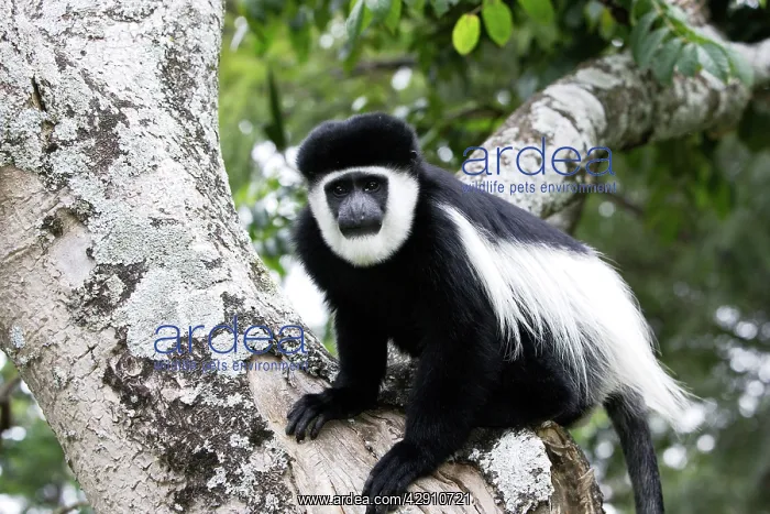 : Western Black and White Colobus Monkey / King Colobus Monkey : Western Black and White Colobus Monkey / King Colobus Monkey