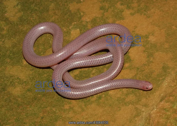  : Western Blind Snake