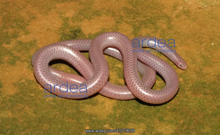 : Western Blind Snake : Western Blind Snake