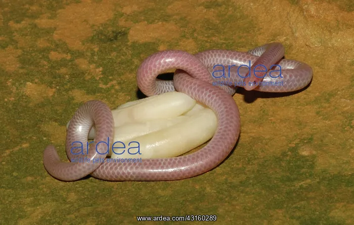 : Western Blind Snake with eggs : Western Blind Snake with eggs