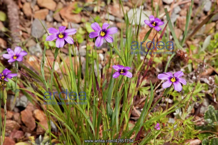 : Western Blue-eyed Grass / Californian Blue-eyed Grass : Western Blue-eyed Grass / Californian Blue-eyed Grass