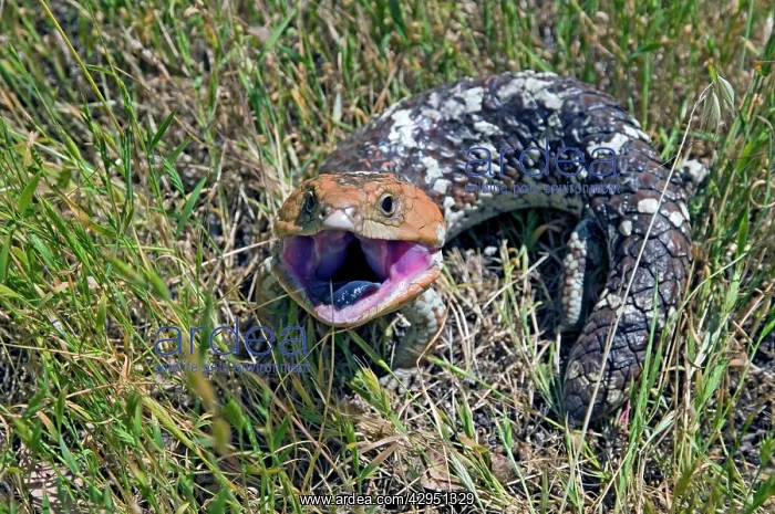 : Western Blue Tongue / Shingleback - opening mouth : Western Blue Tongue / Shingleback - opening mouth
