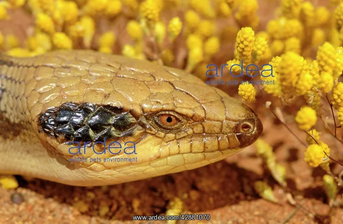 : Western blue-tongued Lizard - close up of face : Western blue-tongued Lizard - close up of face