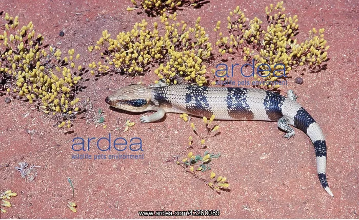 : WESTERN BLUE TONGUED LIZARD / Lizard : WESTERN BLUE TONGUED LIZARD / Lizard