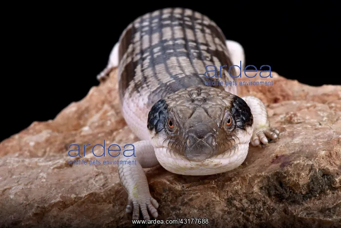 : Western blue-tongued skink (Tiliqua occipitalis) : Western blue-tongued skink (Tiliqua occipitalis)